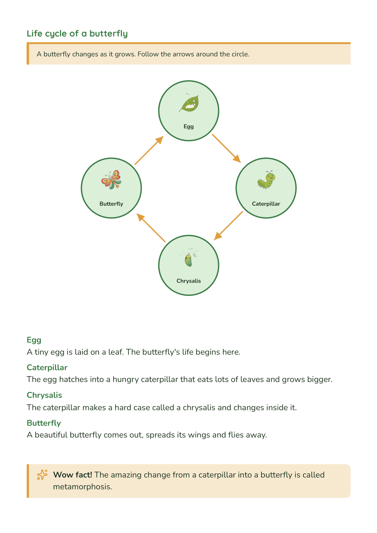 A Year 2 Science page showing the life cycle of a butterfly as a circular diagram — egg, caterpillar, chrysalis, butterfly — with arrows and a short description of each stage.